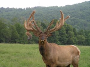 Hilltop | Wind | Blow | Acreage | Mariah Elk Farm